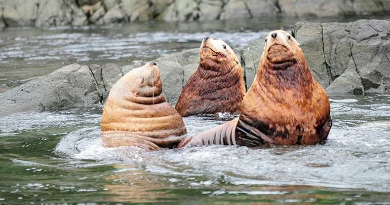 4 Hour Whale and Wildlife Zodiac Tour