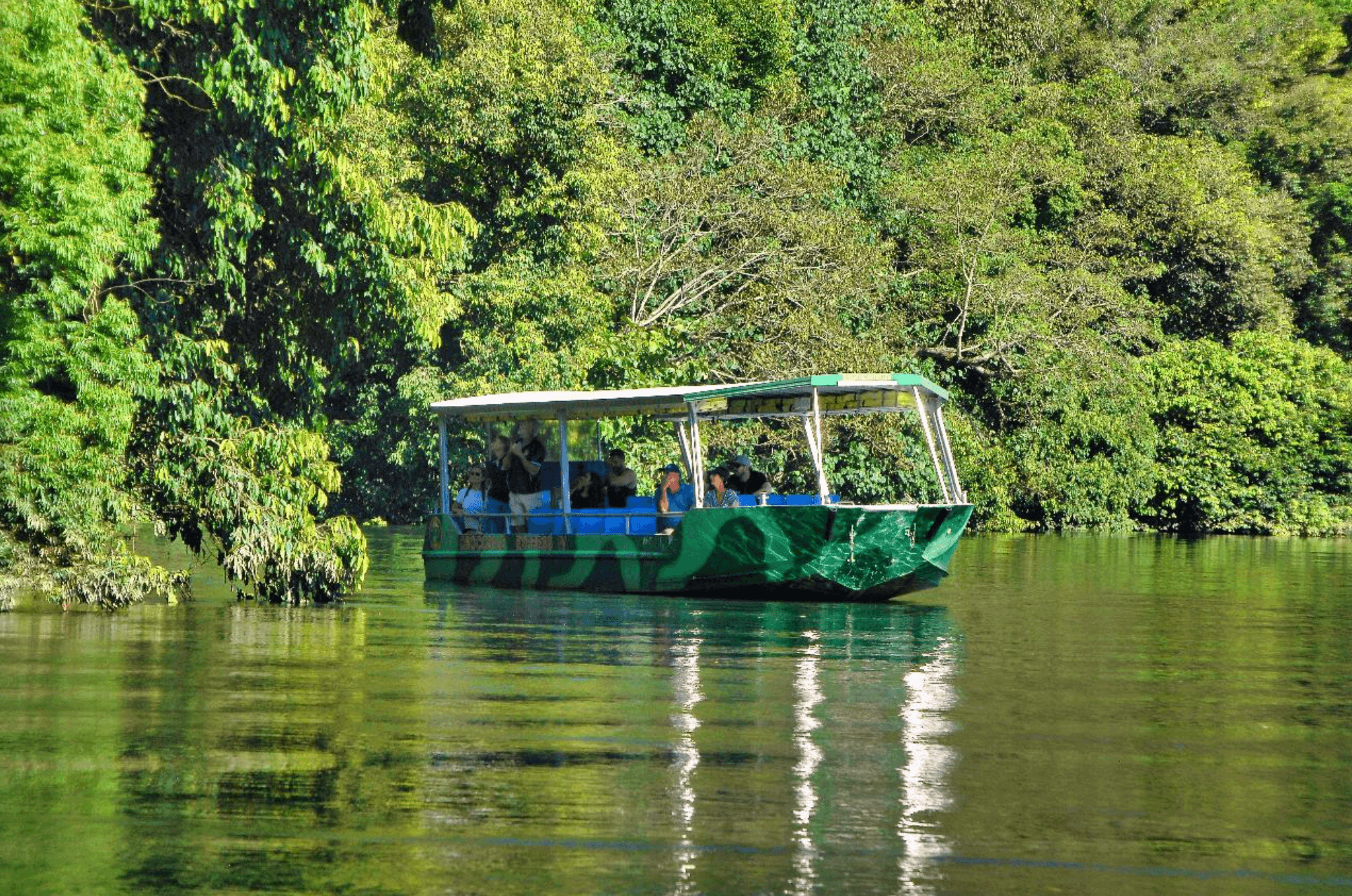 Daintree Cruise Combo: Upper & Lower Daintree Wildlife Cruises and Canopy Tower