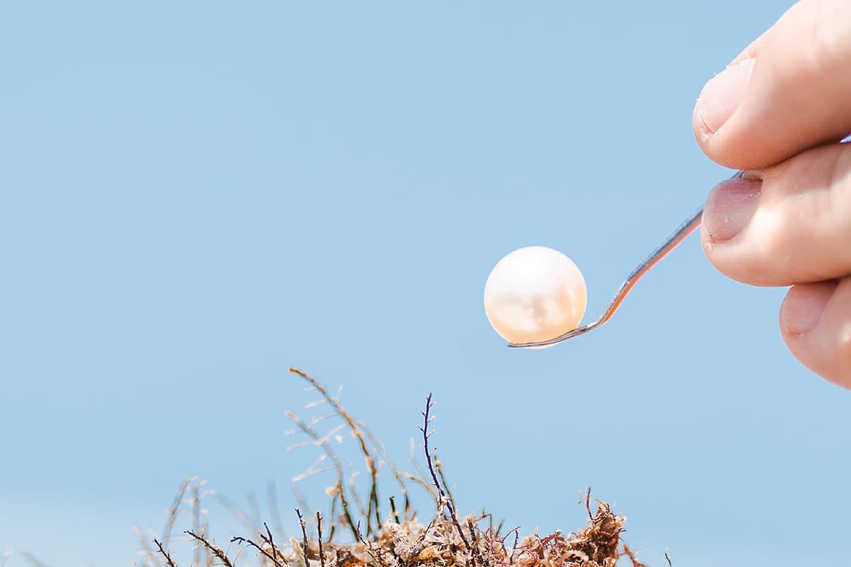 Inside Broome's South Sea Pearl Harvest: Willie Creek Hands-On Tour