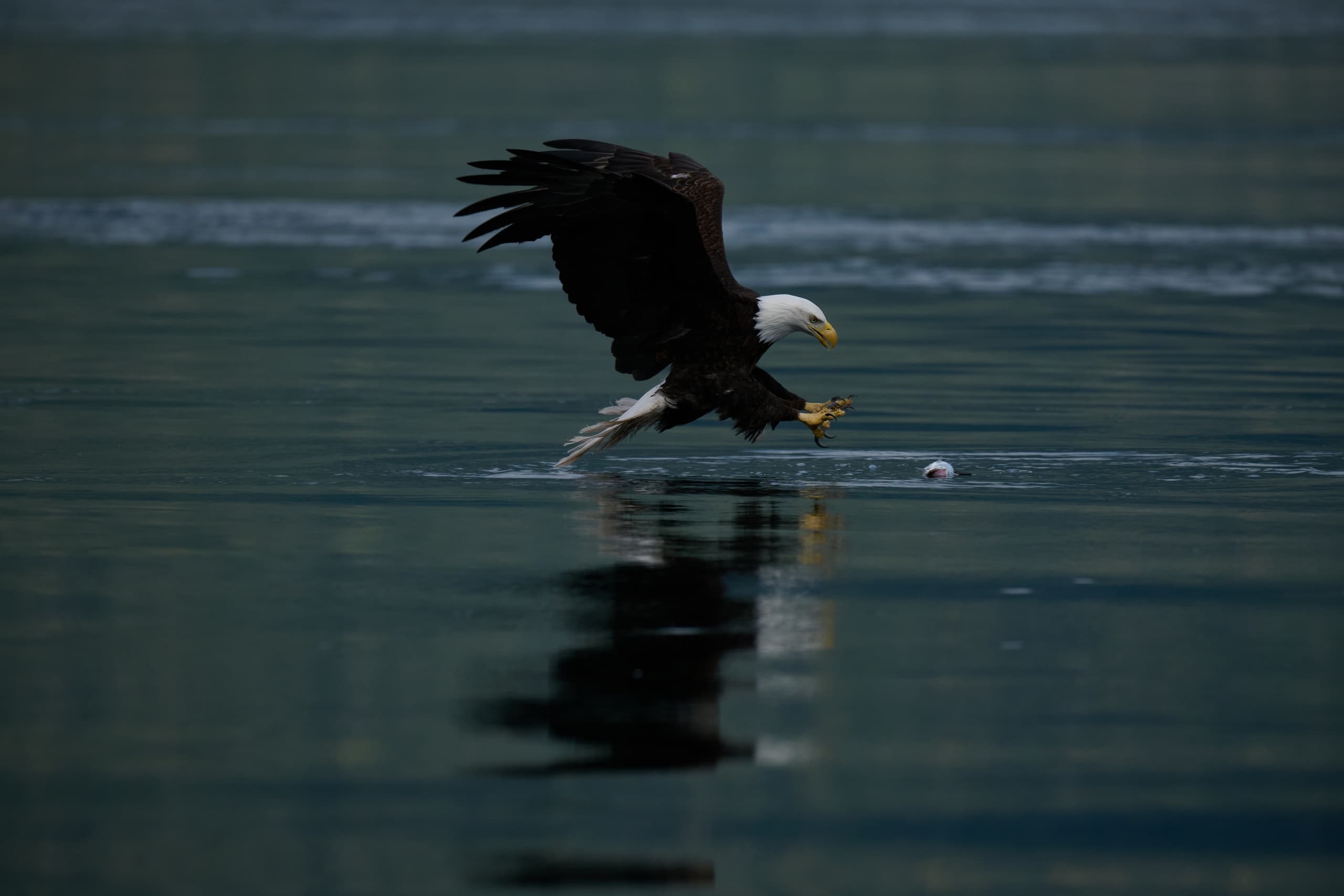 Bald Eagles & Tidal Rapids Adventure: Comox Wildlife Boat Tour photo 1