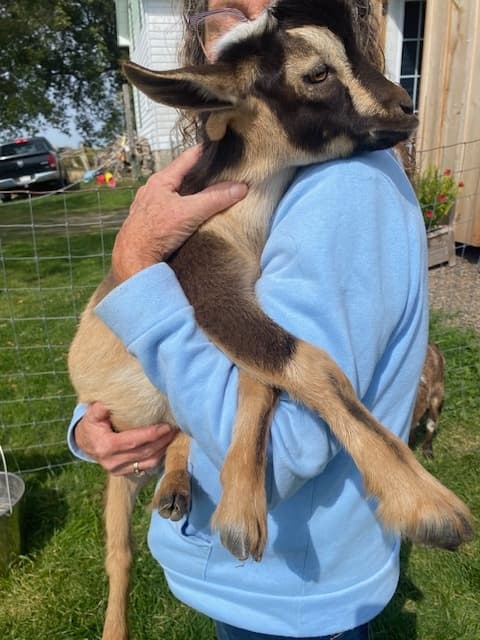 Martintown Farm Visit: Semi-Private Snouts & Snuggles with Mini Goats and Kune Kune Pigs photo 1
