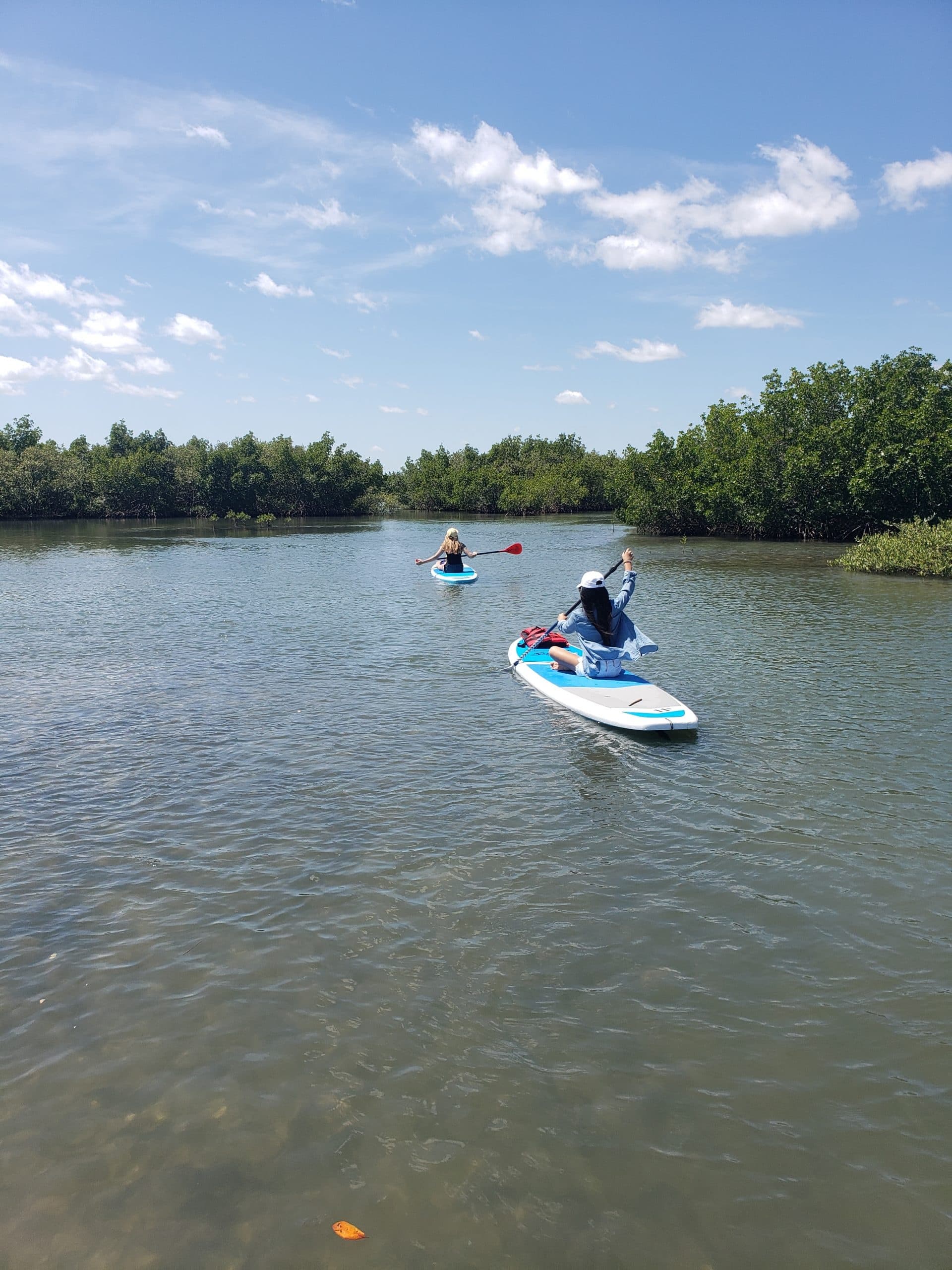 Paddleboarders navigating mangrove-lined estuary on sunny day