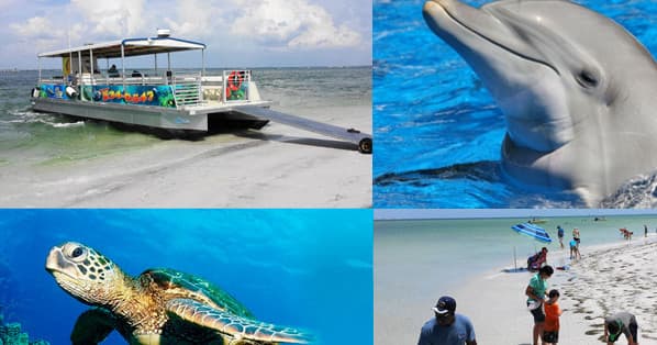 Dolphin and sea turtle wildlife cruise collage with tour boat