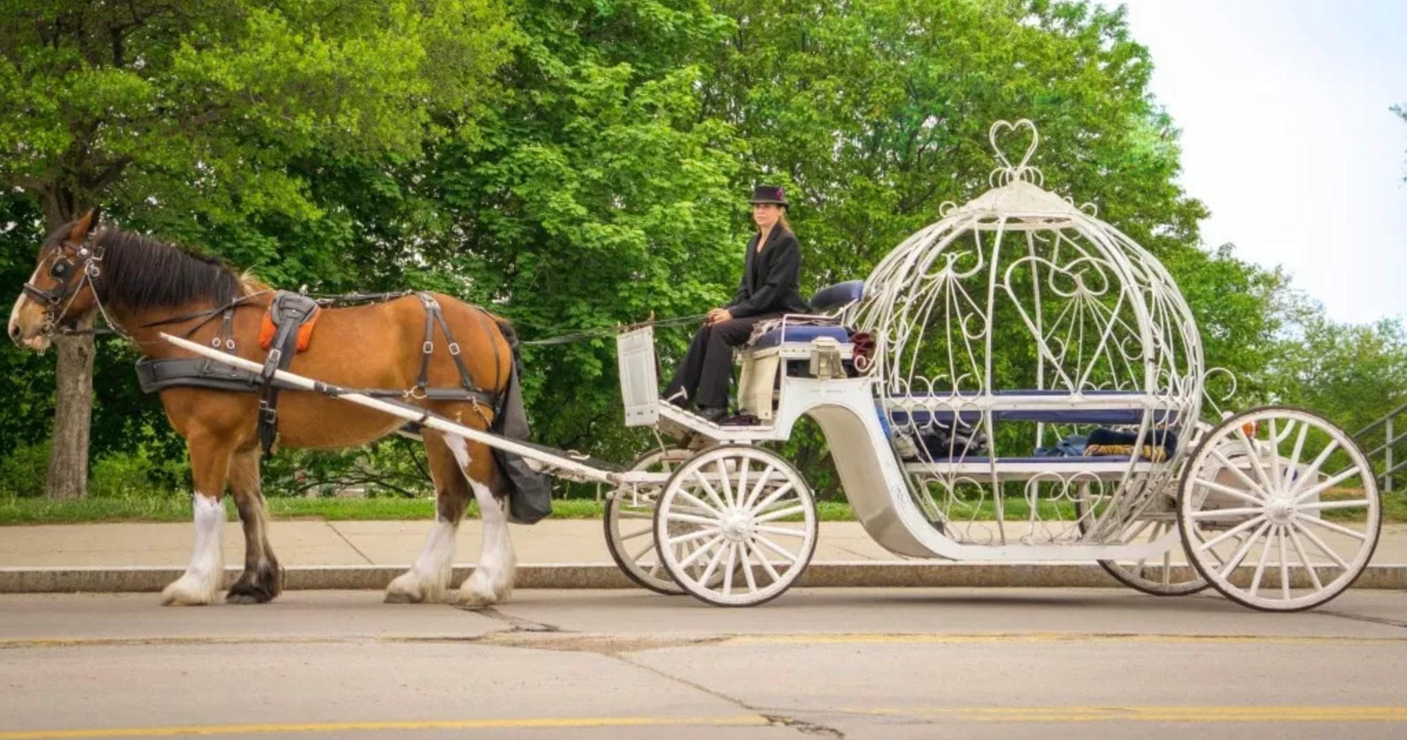 Cinderella-style ornate carriage with horse on tree-lined suburban street