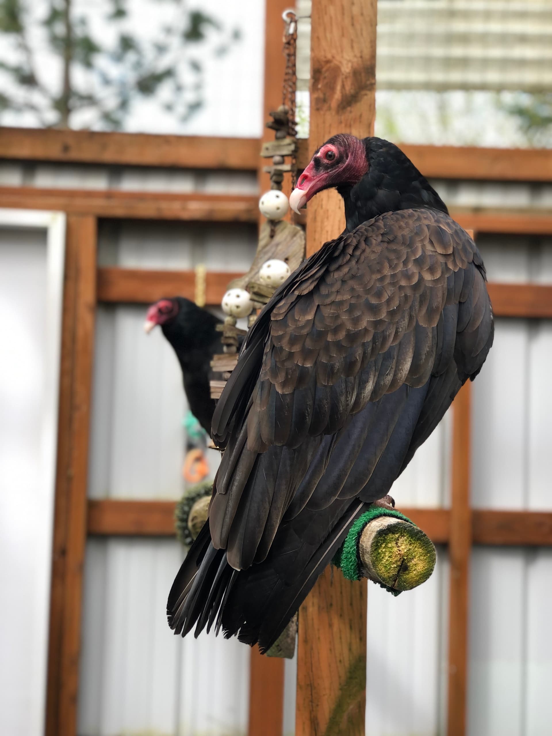 Raptor Tours at Chintimini Wildlife Center in Corvallis
