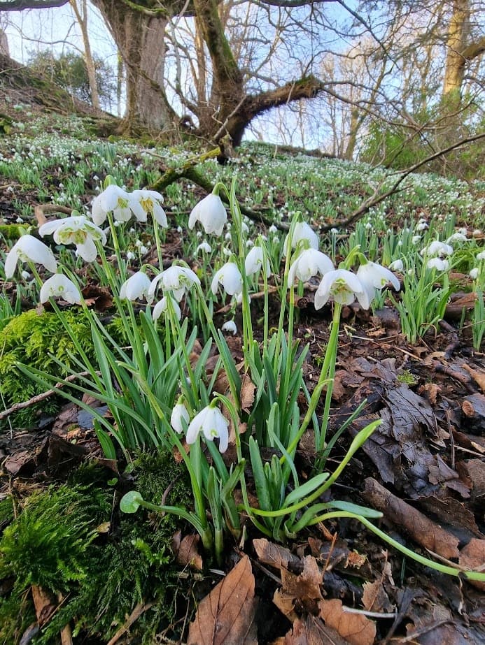 Dunollie's Snowdrop Weekend: Family Garden Walks and Spring Crafts in Oban