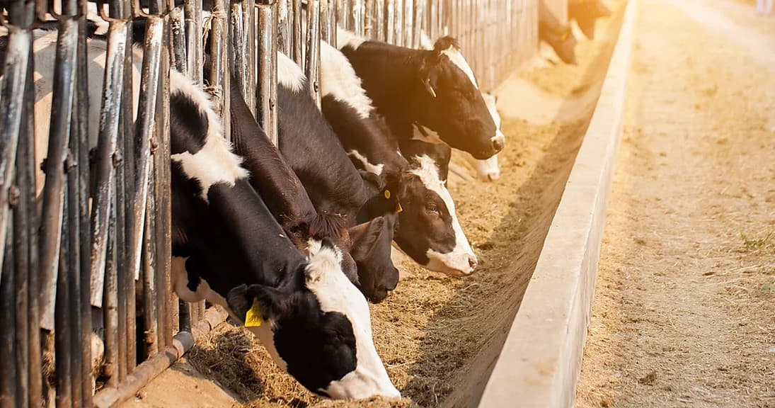 Holstein cows feeding at sunlit dairy barn on farm