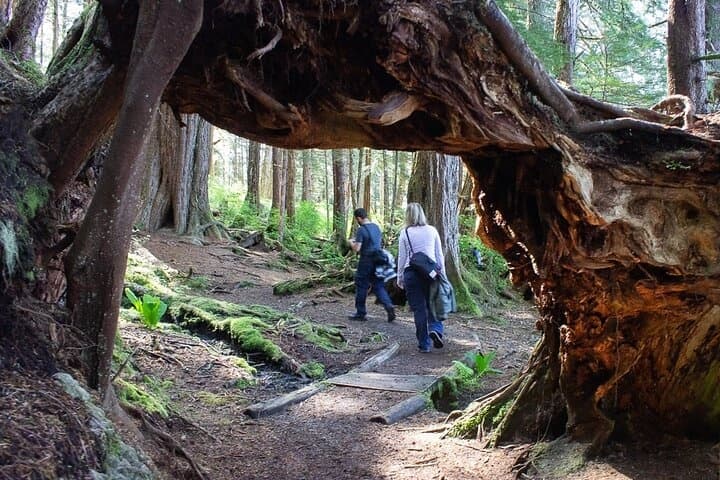 Sitka Walking Tours fleet