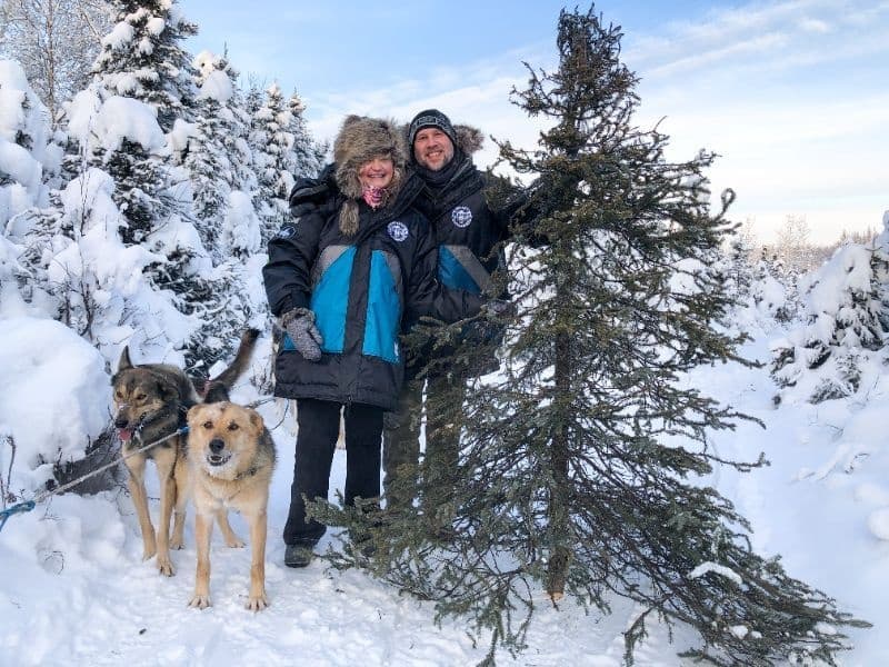 Cut Your Christmas Tree by Dog-Sled: Willow's Christmas Special with Alaskan Husky Adventures