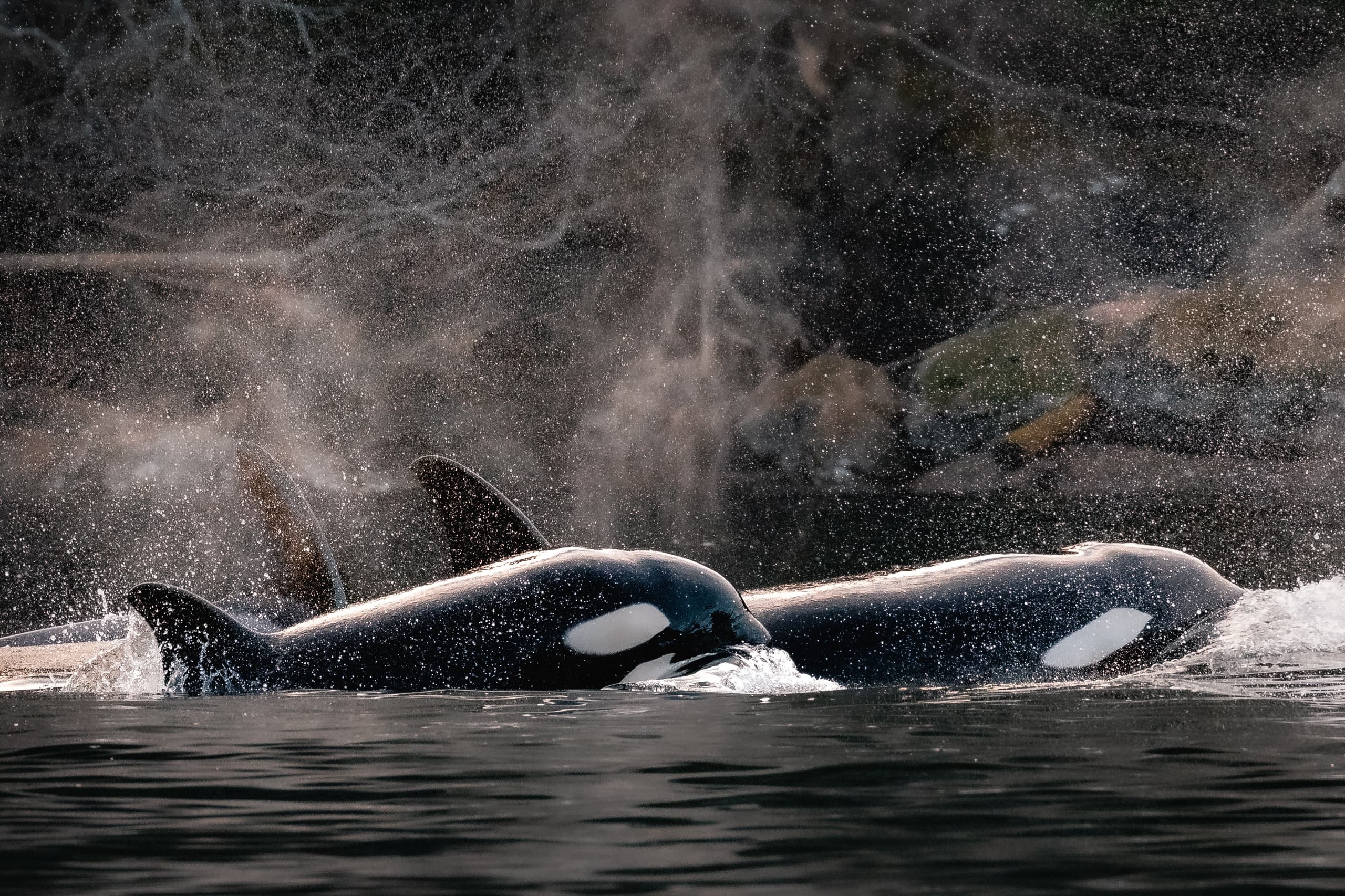 Pod of orcas swimming with misty spray near Vancouver Island shore