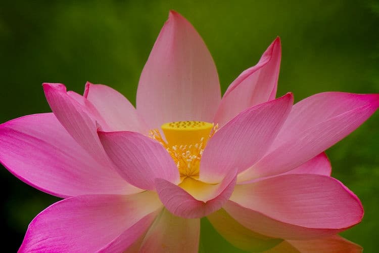 Photograph Lotus & Water Lilies at Kenilworth Aquatic Park