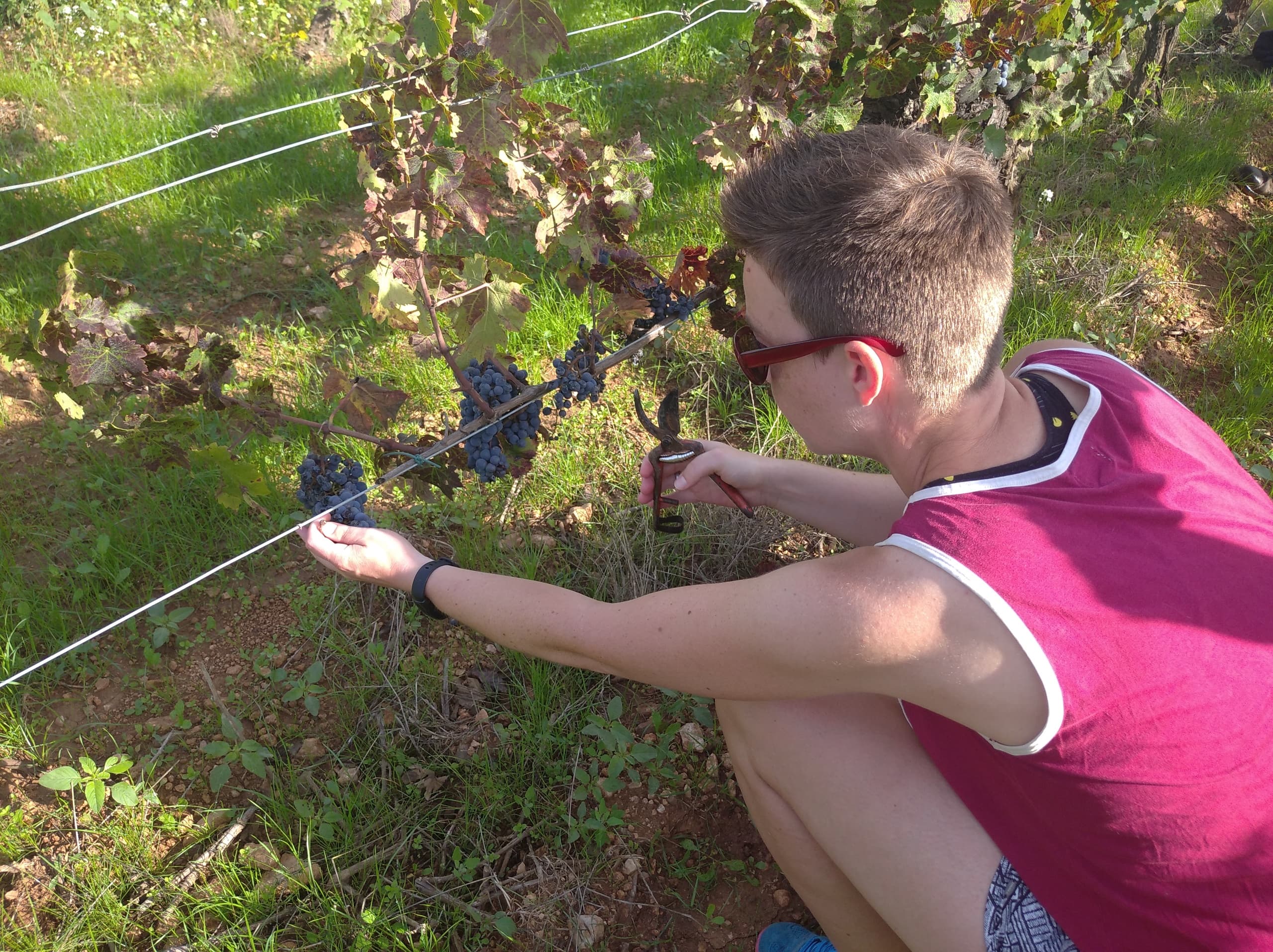 Private Penedès Wine Tour from Sitges — Cava Tastings & Gourmet Catalan Lunch