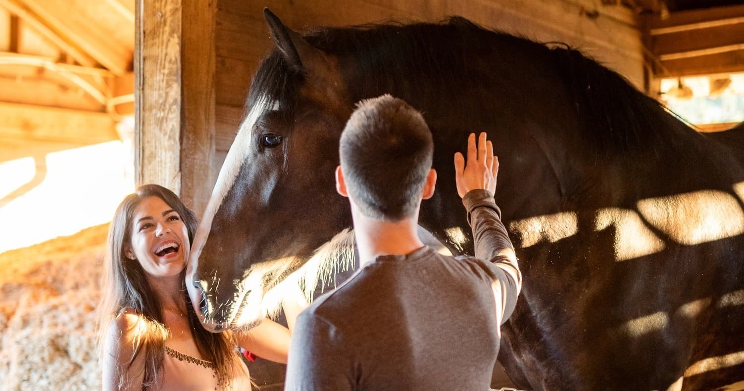Daytime Clydesdale Experience & Tour in Dunnellon, FL