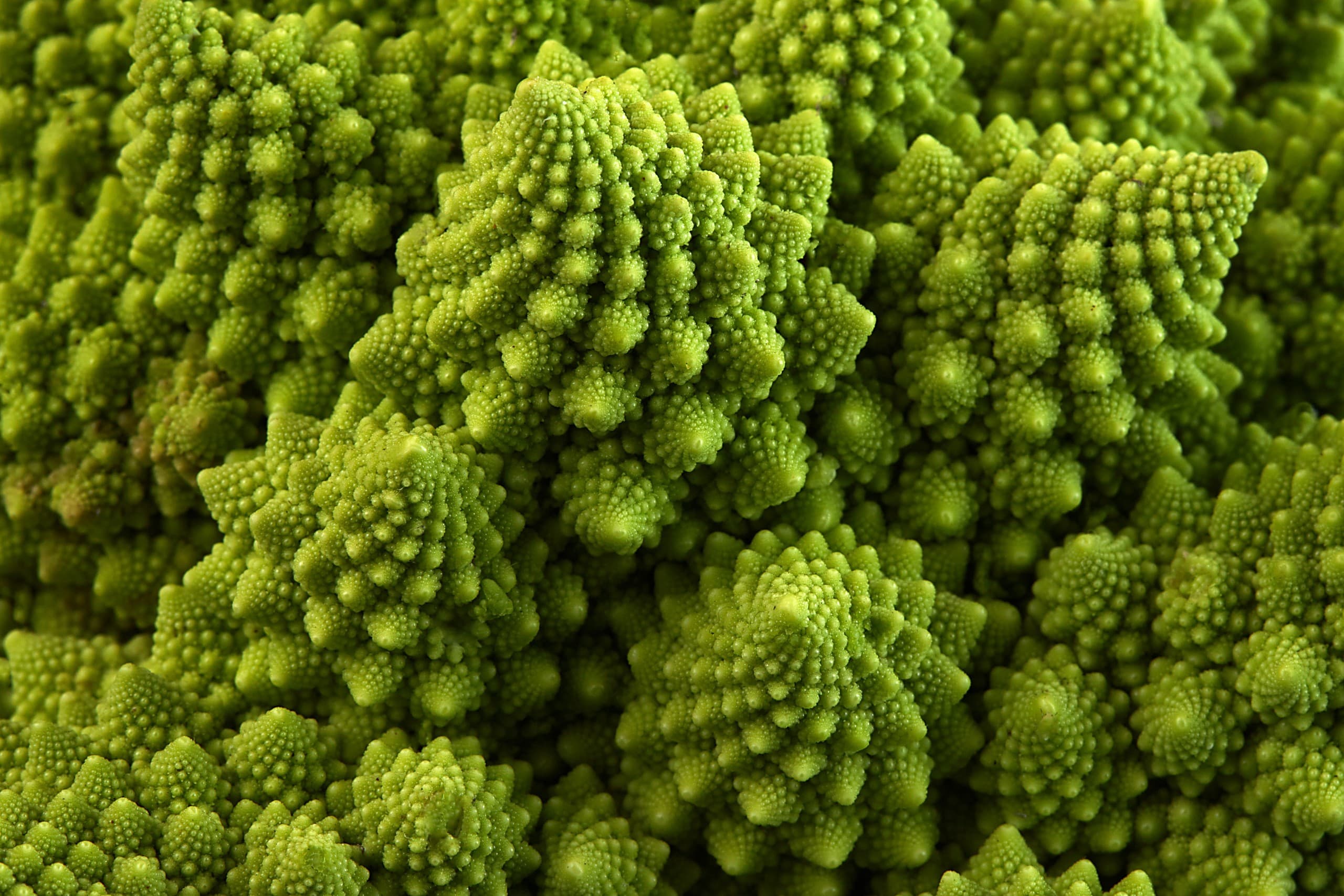 Fractal Fun Fest at Reiman Gardens: Discover Nature's Patterns in Ames