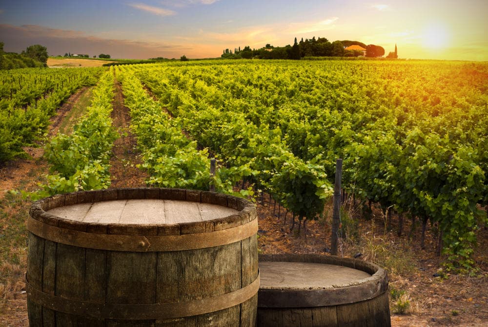 Wine Tasting & Private Tour at Wonder Tours in Ribera del Duero