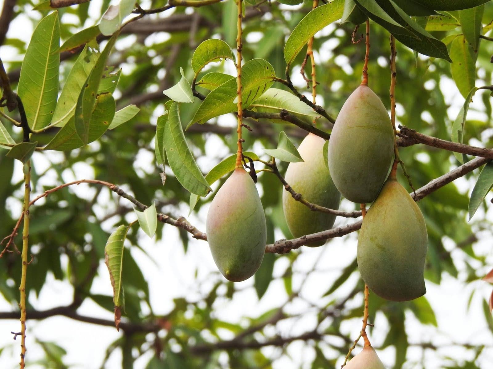 Hands-On Mango Grafting Workshop in Miami: Learn to Propagate Mango Trees