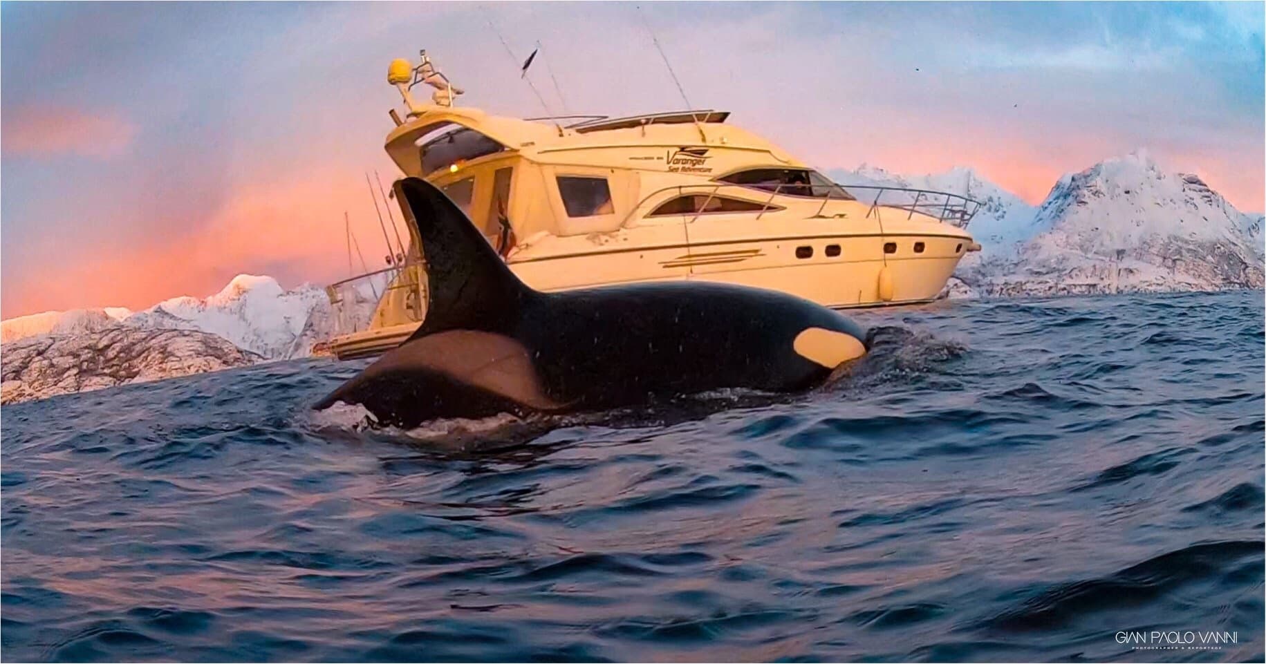 Whale Watching with Varanger Sea Adventure in Tromsø