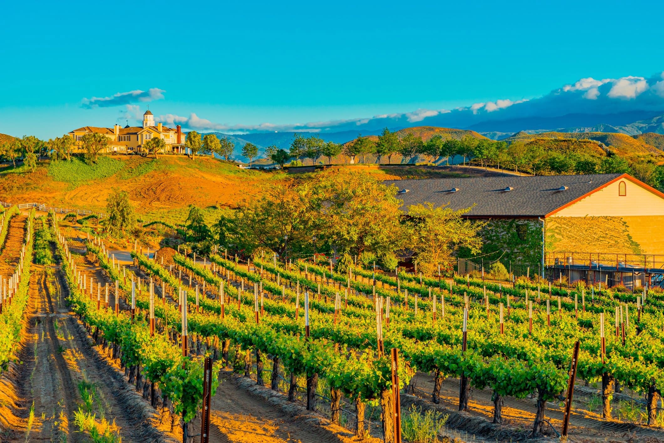 Wine Tasting & Luxury Tours with Temecula Air Shuttle