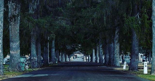 Shaded tree-lined road ideal for cycling, serene park avenue ride