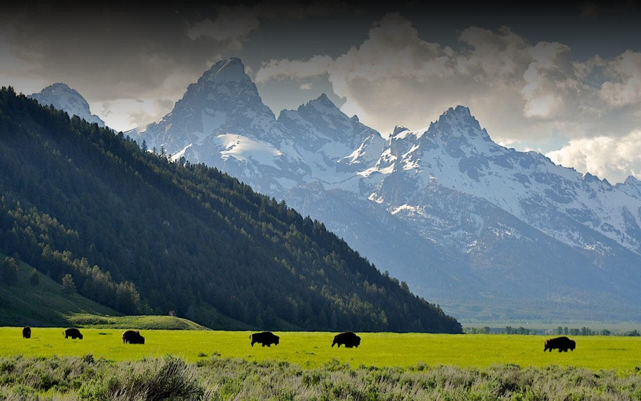 Bison grazing in open valley with Teton mountain backdrop