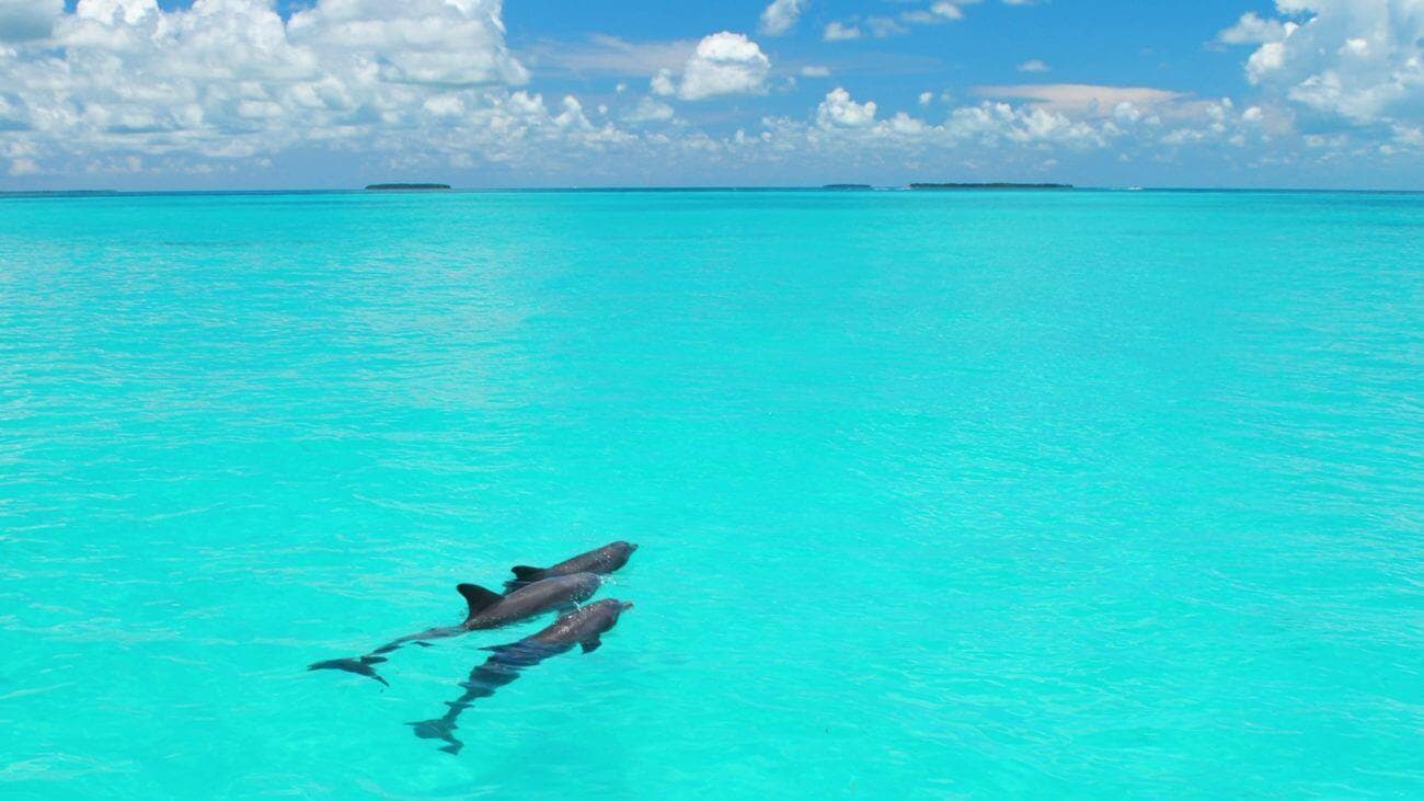 Dolphin Spotting Boat Tour with US2U in Miami
