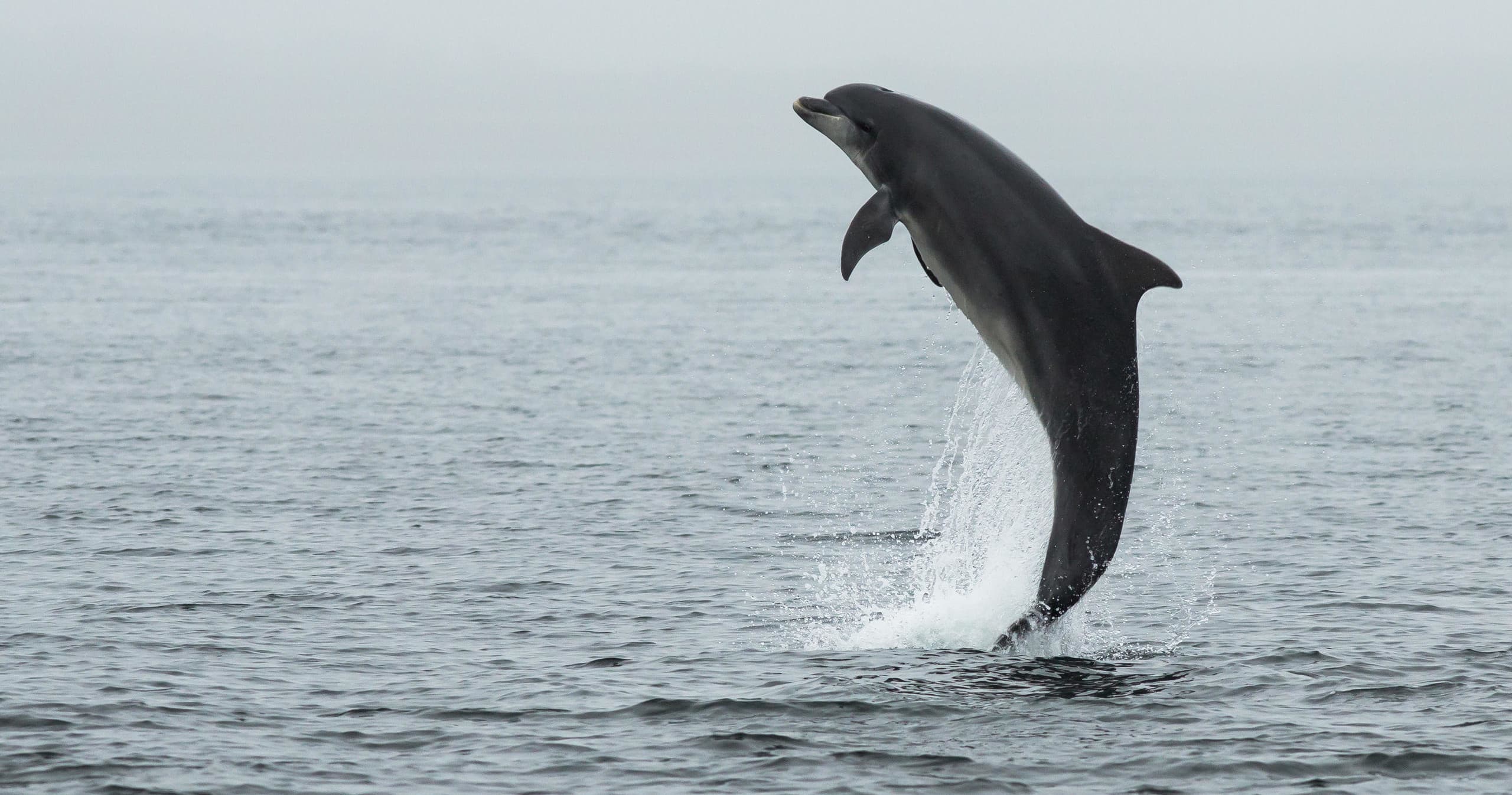 Wildlife & History Tour with Hame Tours on The Black Isle