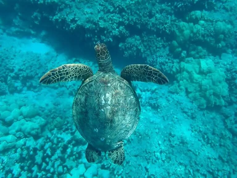 Hanauma Bay Experience Package: Skip-the-Line Access to Oahu Marine Playground photo 2