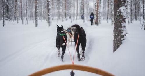 Winter Wilderness & Northern Lights with Lapland Wilderness Tours