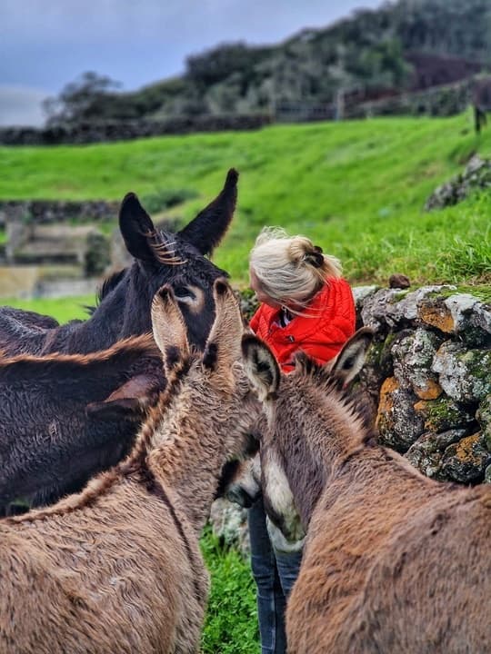 Half Day Donkey Tour with Terceira Tours in São Bento
