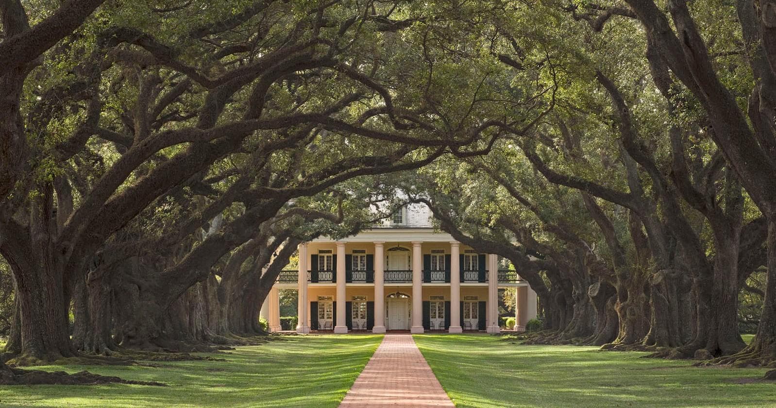 Dramatic oak tree canopy framing antebellum mansion avenue in Louisiana