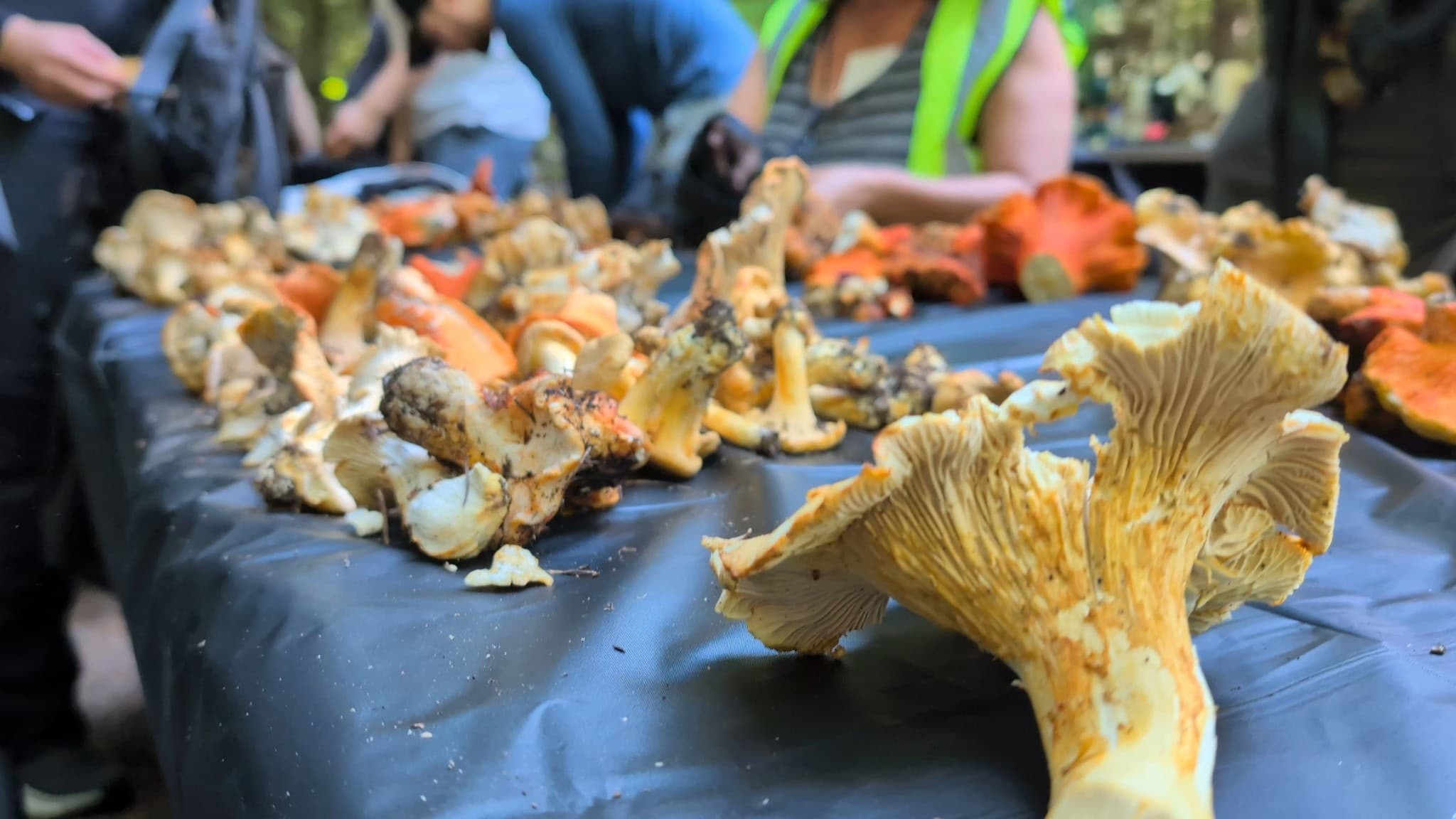 Copalis Coastal Mushroom Hunt: Porcini, Chanterelles, Hedgehogs & Lobster Foray photo 2