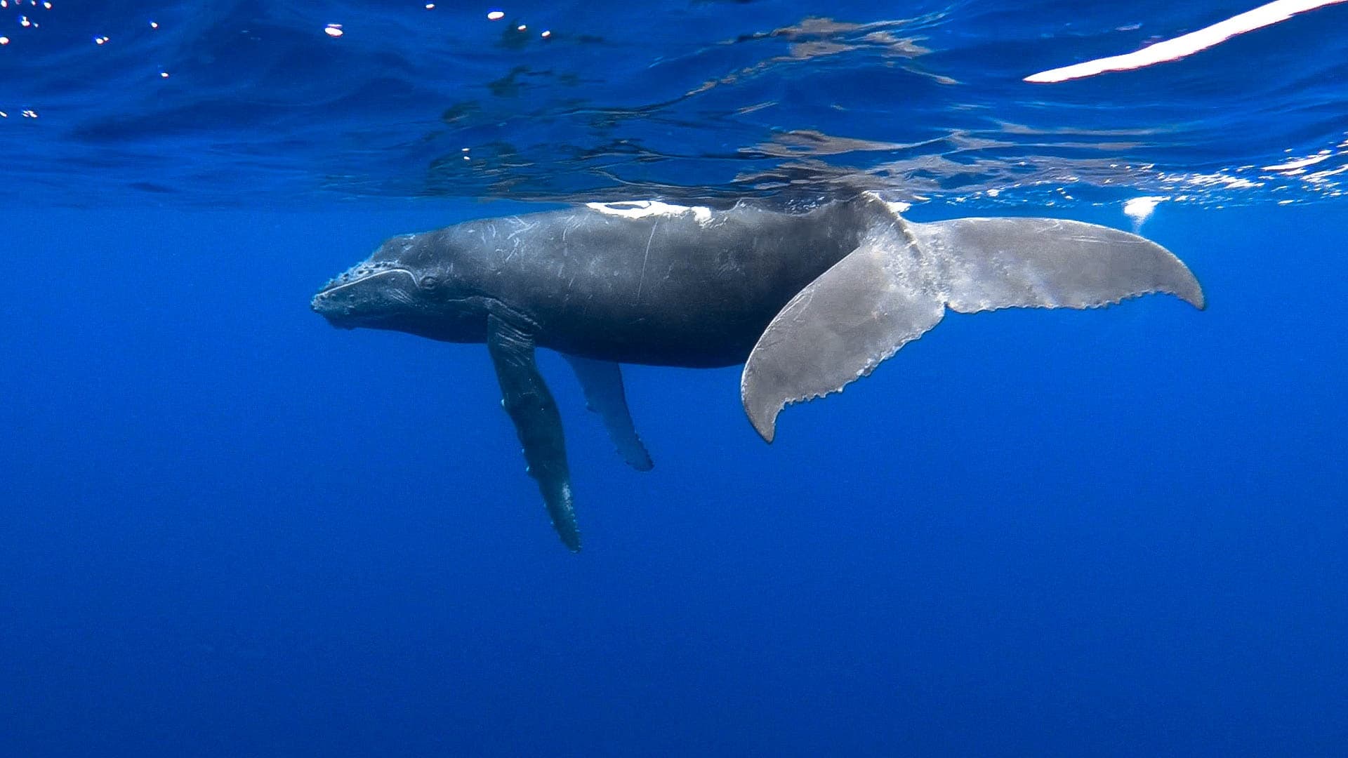 Kona Whale Watching Adventure in Kailua-Kona, Hawaii