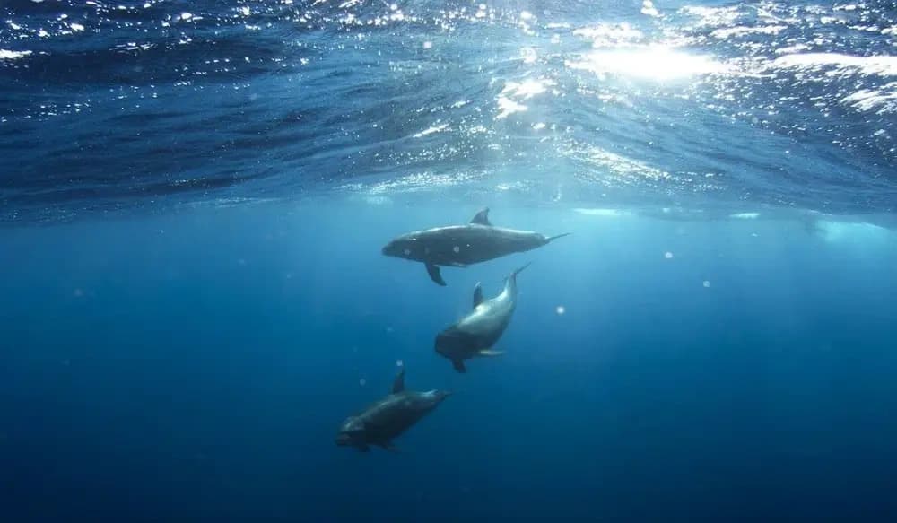 Private Dolphin Trip from Fuengirola — 2-Hour Costa del Sol Charter for Up to 10