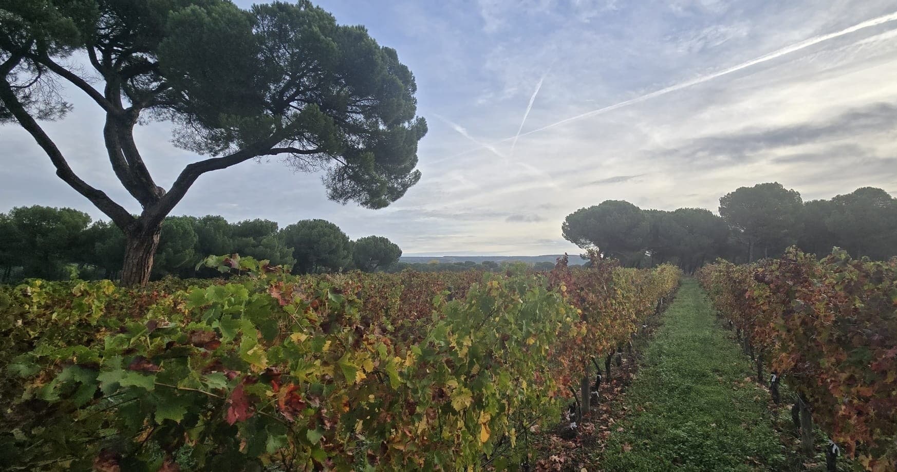 Wine Tasting Adventure with ARIMUNDI from Madrid to San Sebastián
