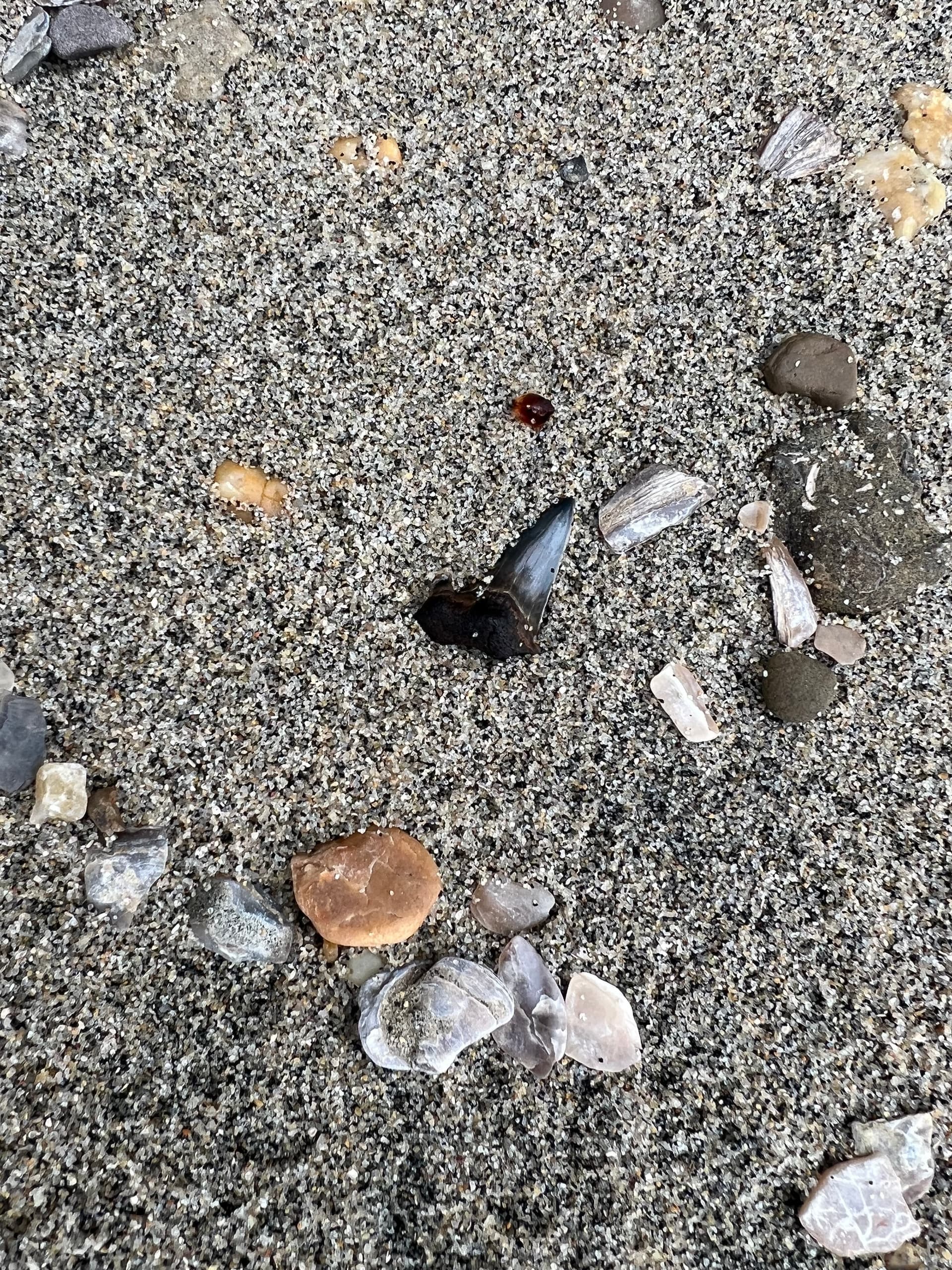 Eco Tours on North Carolina’s Crystal Coast with Southern Voyage