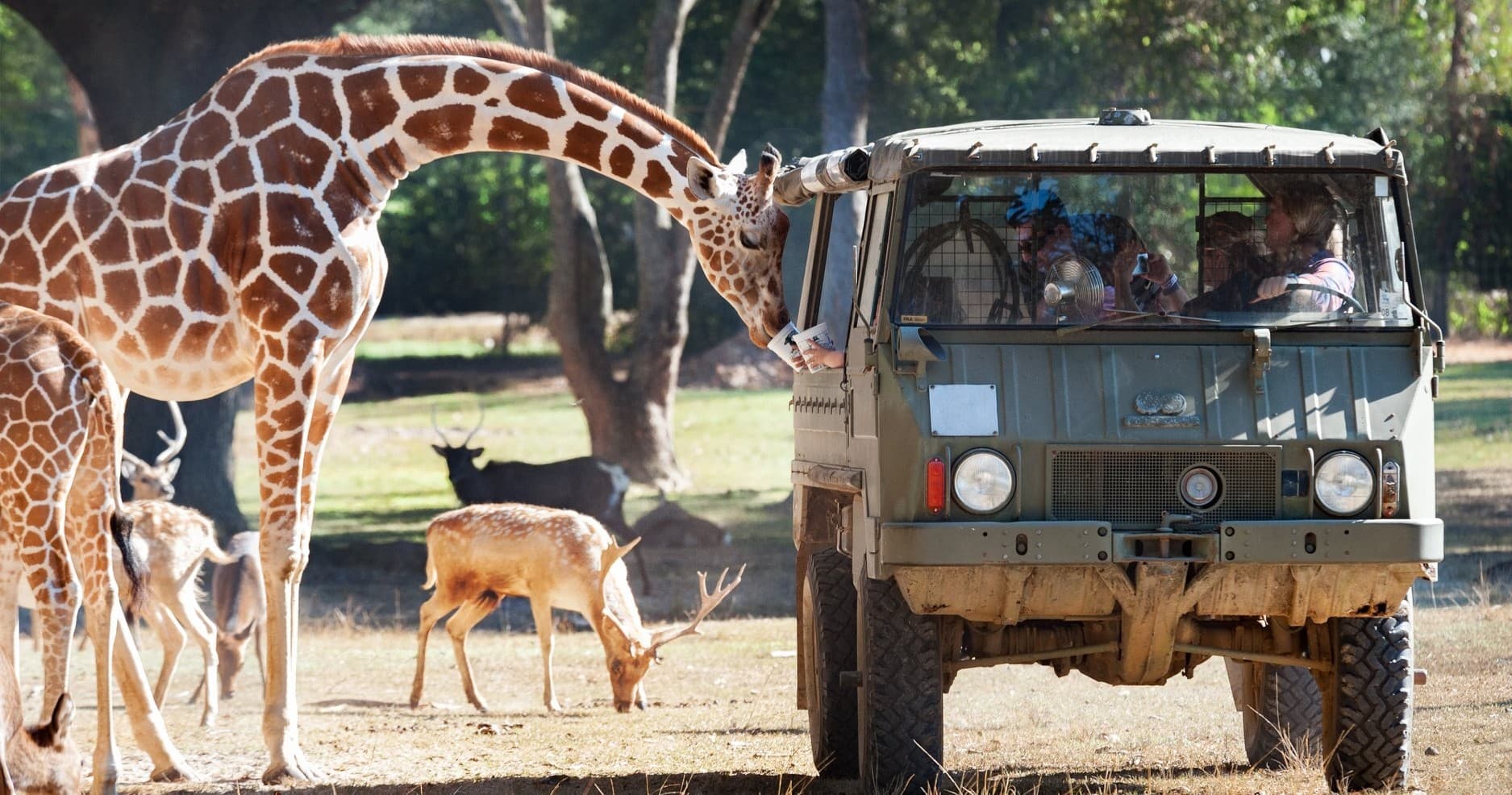 Close-up giraffe feeding alongside safari truck on park trail