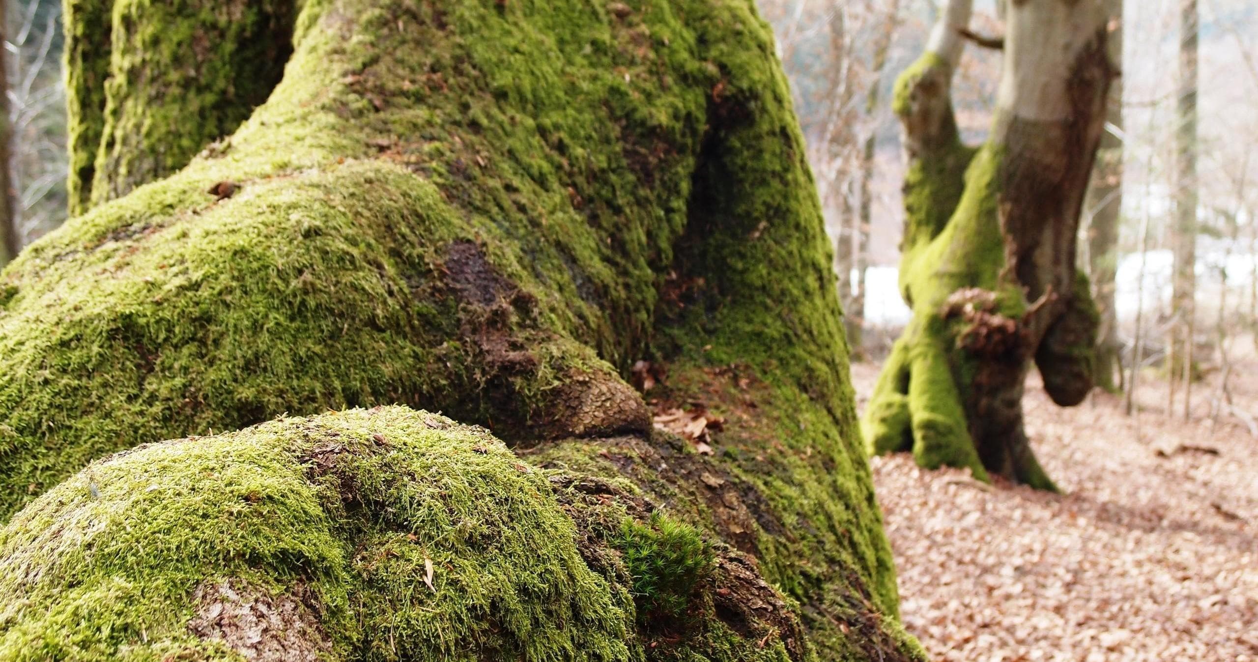 Hiking & Heritage with Cult-Touren in Rheingau