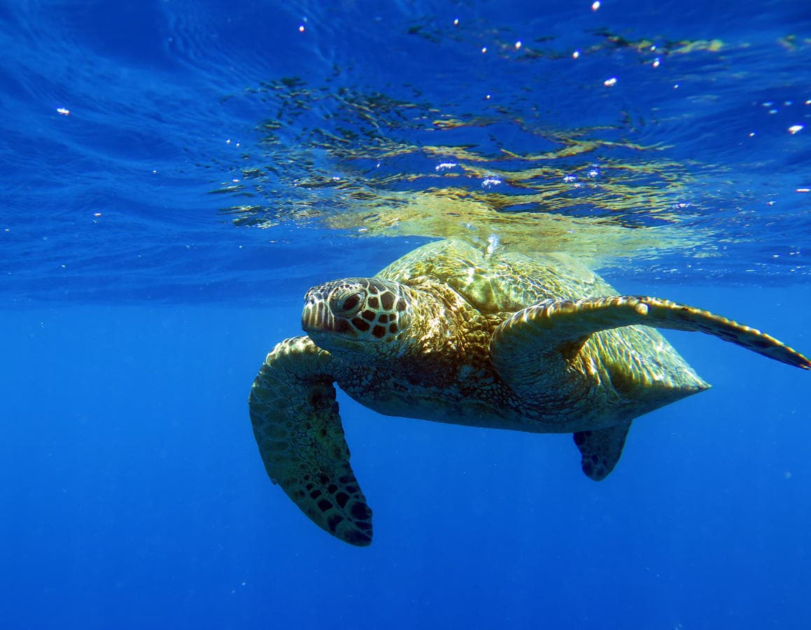 Explore Turtle Canyon: Dolphin Snorkel in Waikiki, Hawaii