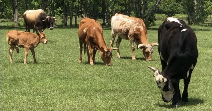 Cows grazing in open pasture at turquoise acres ranch