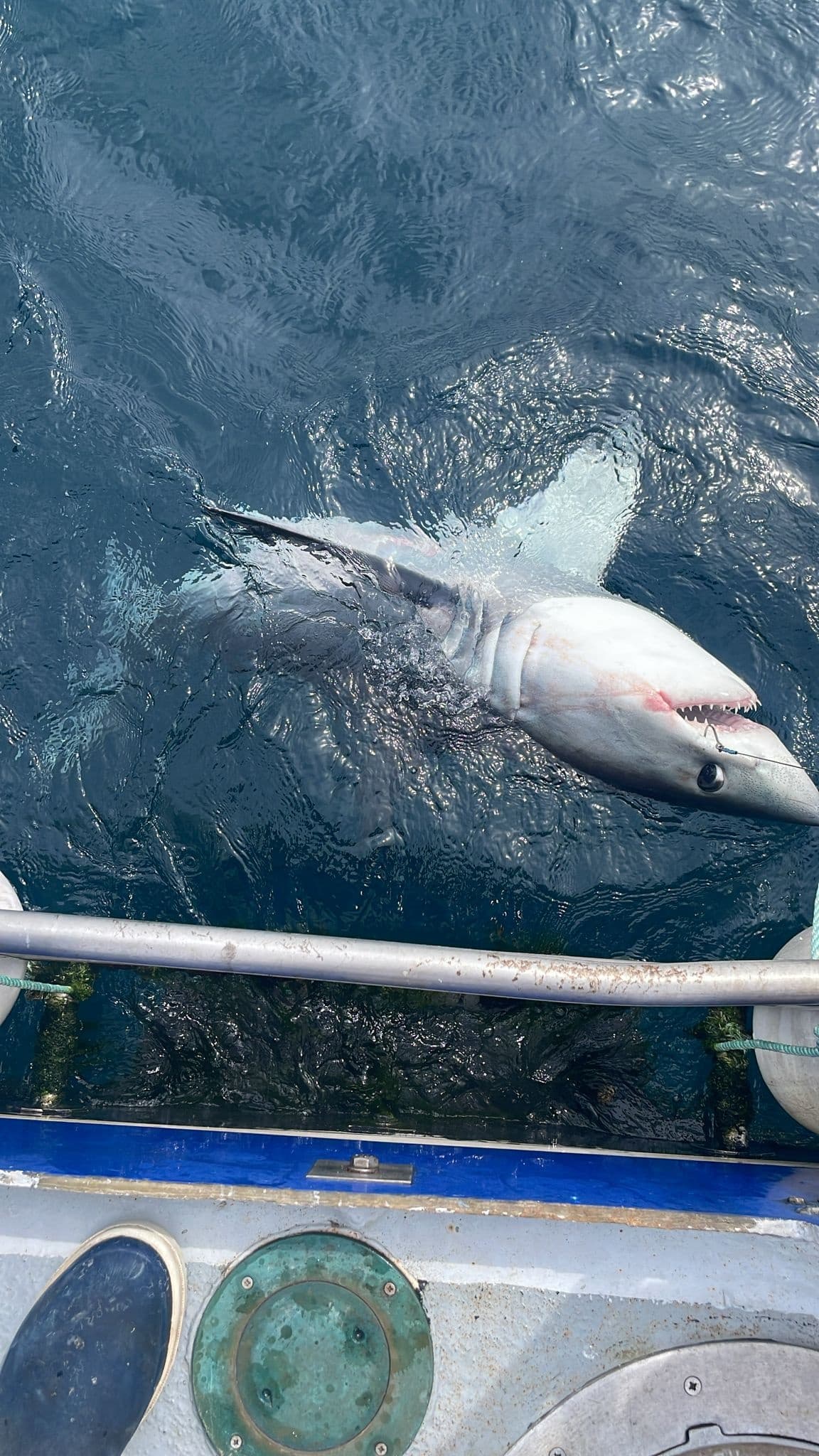 Shark Fishing with Aran Sea Tours in Kilronan, Ireland