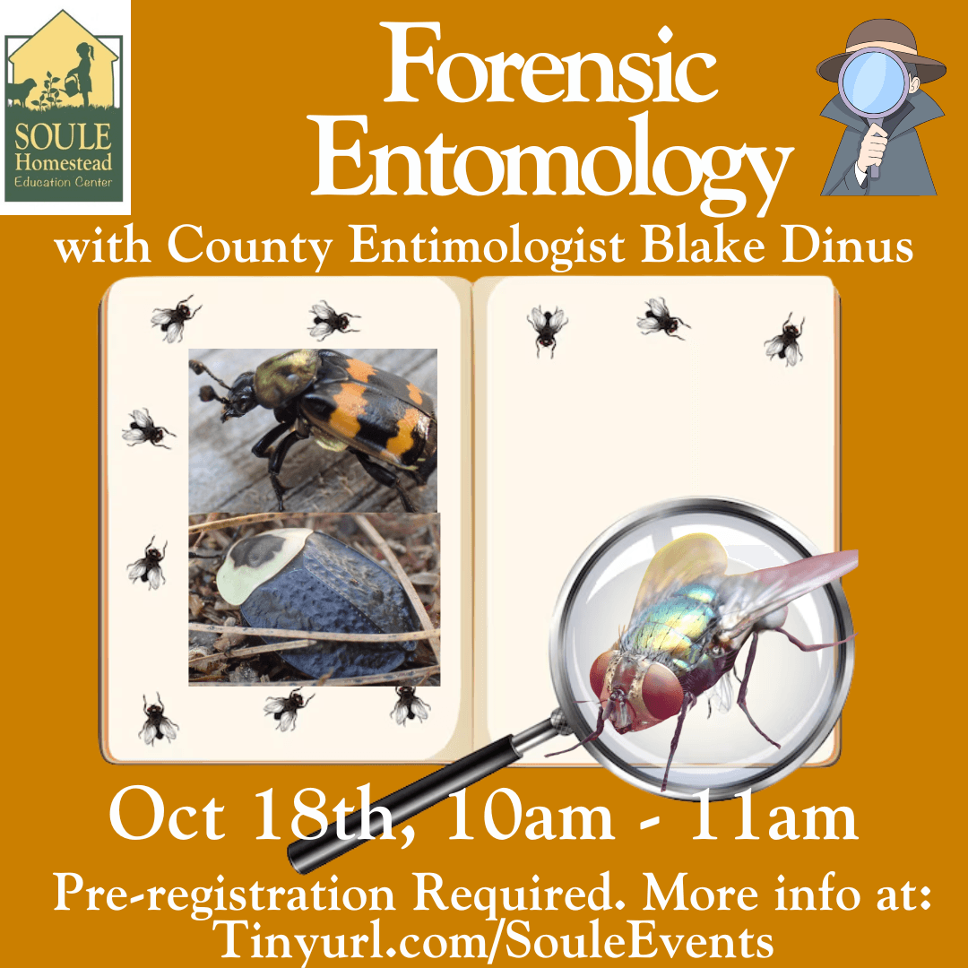 Forensic entomology workshop poster showing insects, event flyer