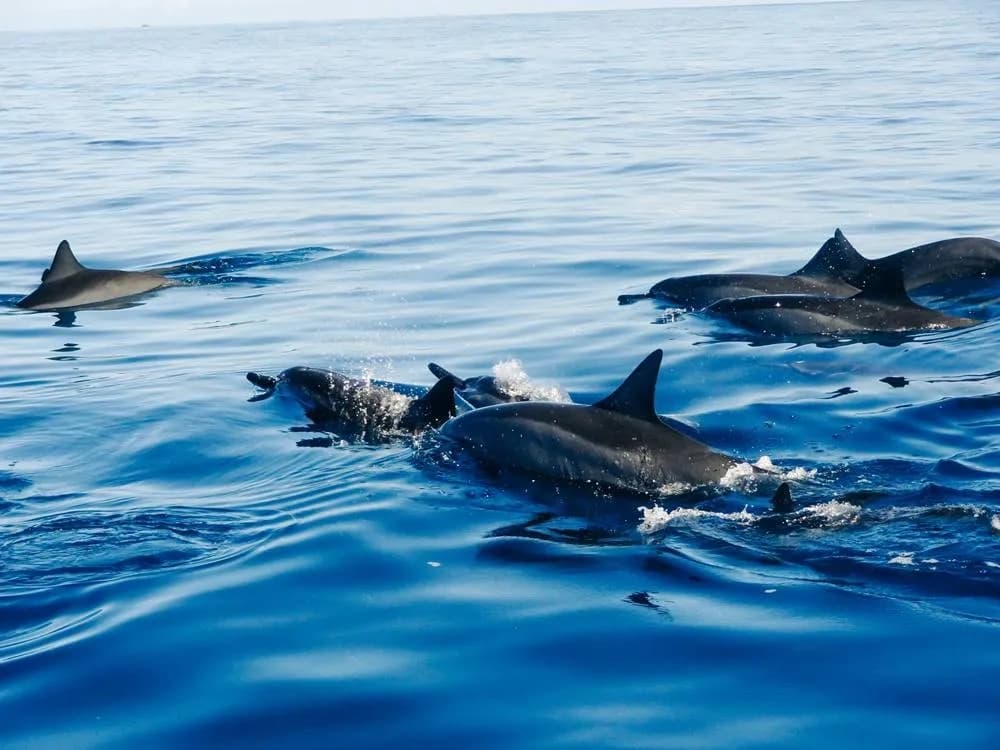 Wildlife & Boat Charters: BlackSod Sea Safari & Island Tours