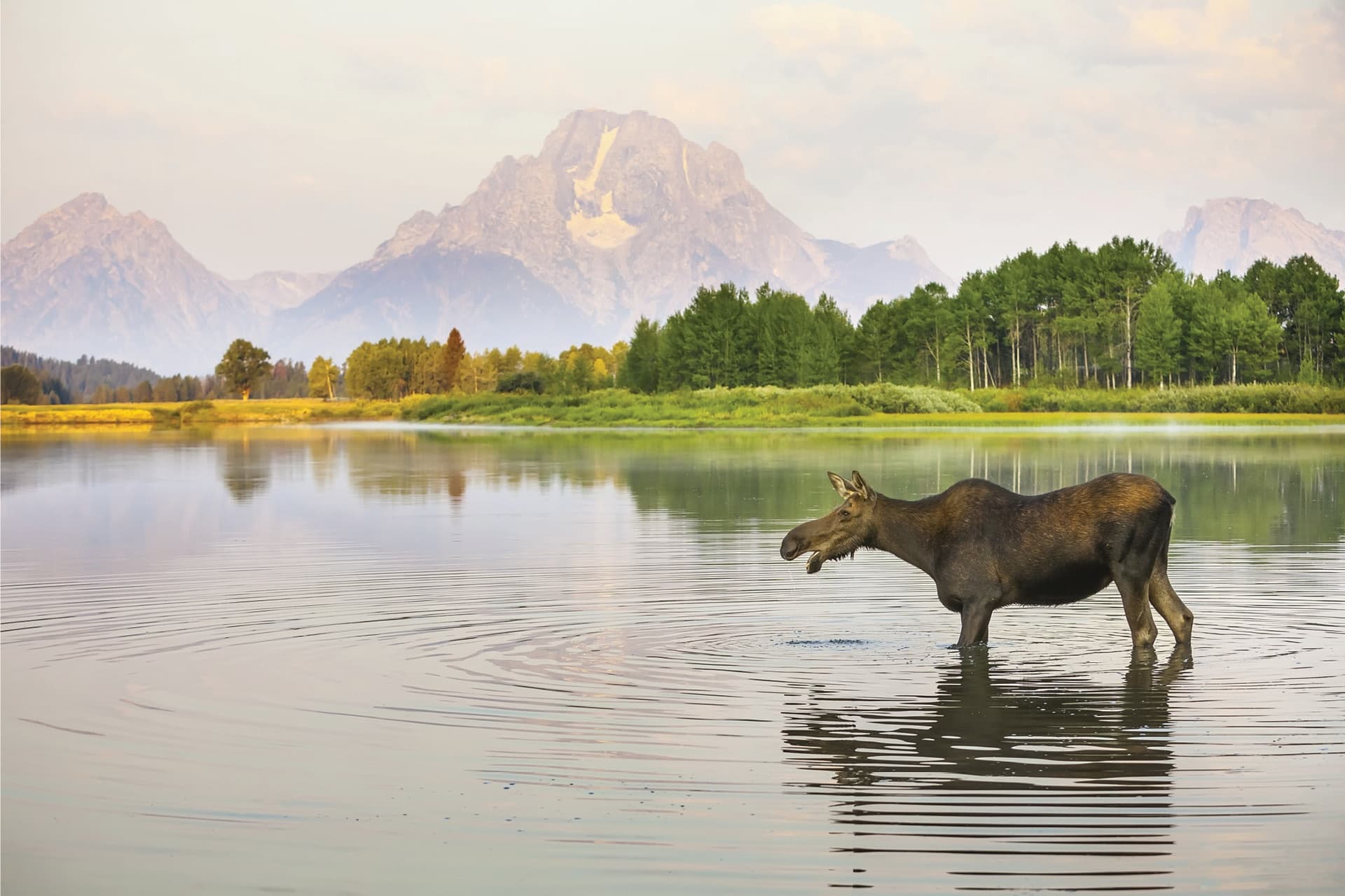 Moose wading in reflective alpine lake with distant mountains