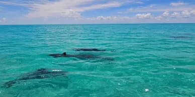 Key West Private Dolphin Watching Charter: 2.5-Hour Wildlife Cruise