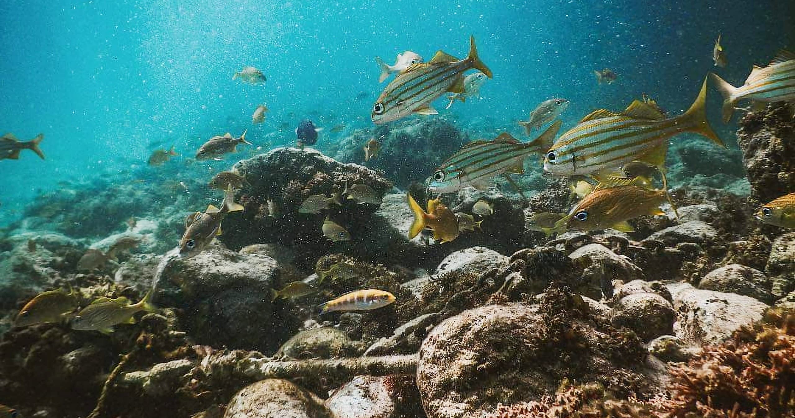 Underwater rocky reef with striped fish grazing over seabed