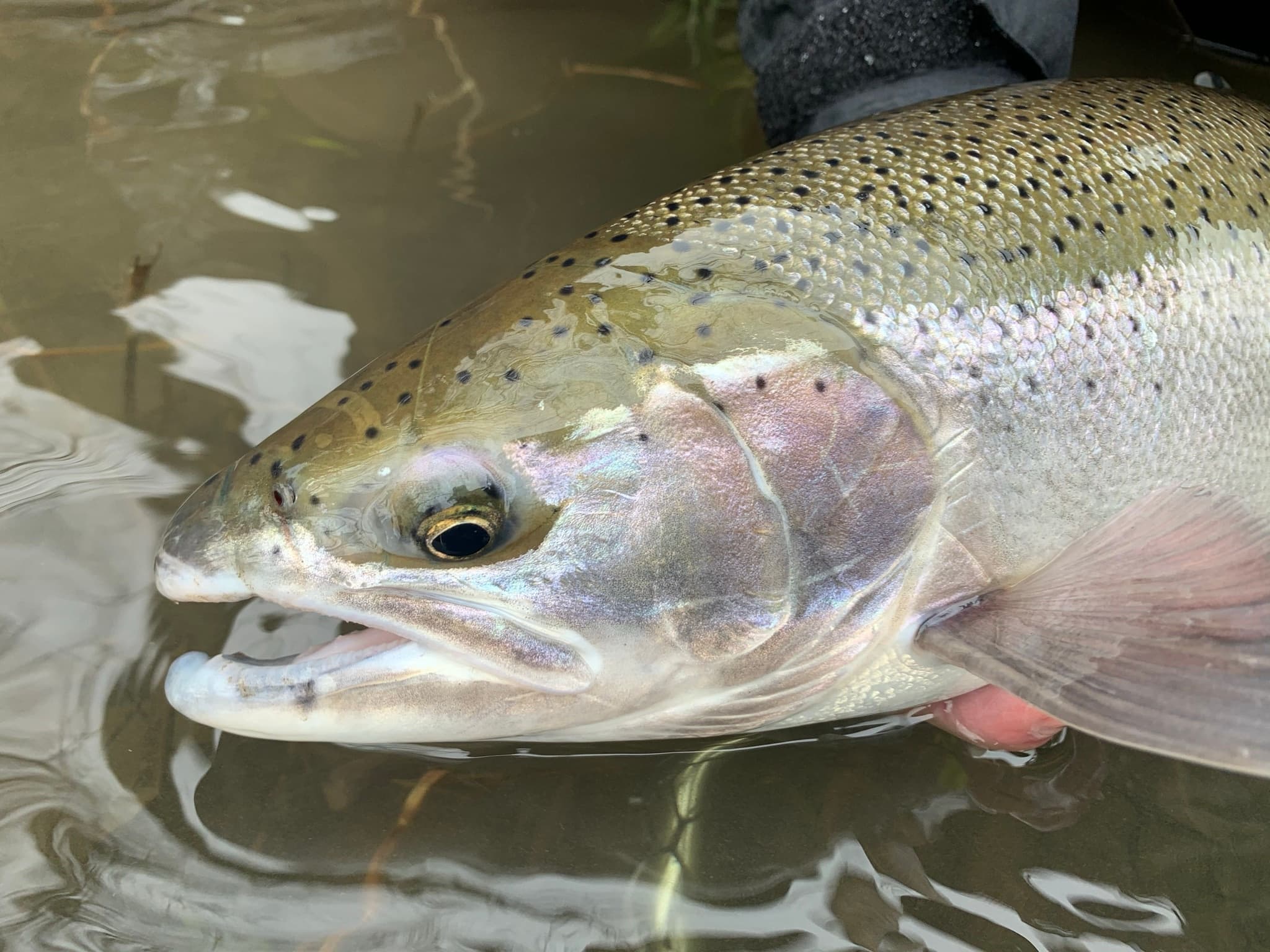 Trout Fishing Charter with Kenai Fishing Company on Kenai River photo 1