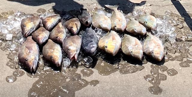 Salt Cracker Charters’ Private Fishing Trip in Clearwater