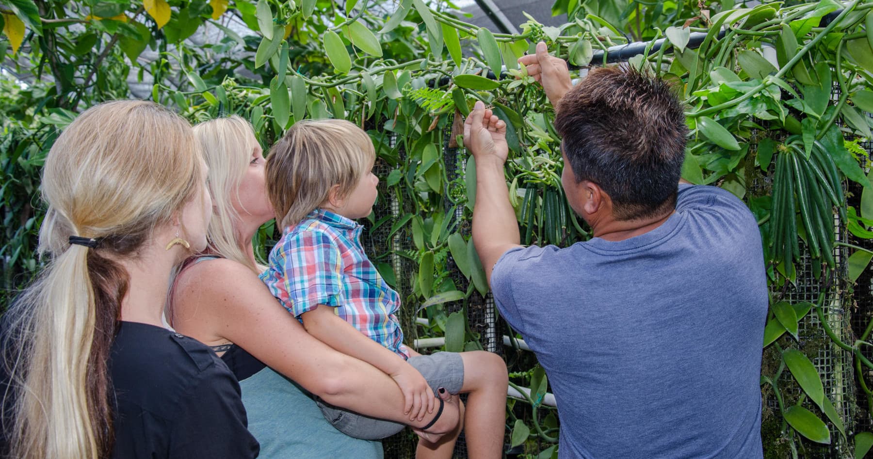 Family inspecting vanilla vines in outdoor tropical plantation