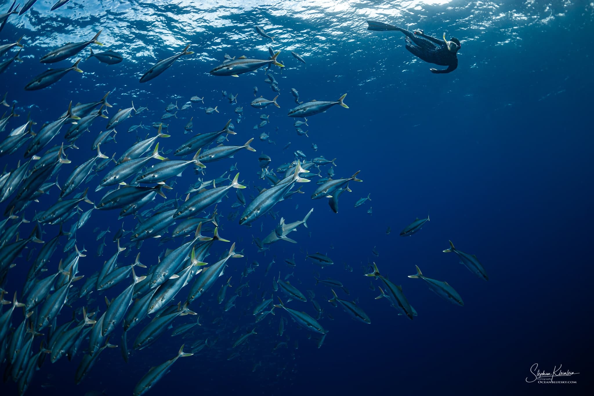 Beyond The Reef Snorkelling with Reef N Beyond Eco Tours