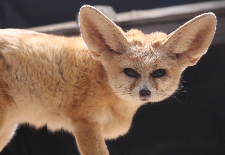 Wildlife Adventure: Discovering Fennec Foxes in Their Desert Habitat